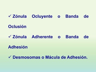  Zónula   Ocluyente   o   Banda   de

Oclusión

 Zónula   Adherente   o   Banda   de

Adhesión

 Desmosomas o Mácula de Adhesión.
 