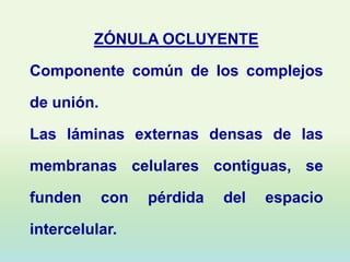 ZÓNULA OCLUYENTE

Componente común de los complejos

de unión.

Las láminas externas densas de las

membranas celulares contiguas, se

funden      con   pérdida   del   espacio

intercelular.
 