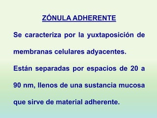 ZÓNULA ADHERENTE

Se caracteriza por la yuxtaposición de

membranas celulares adyacentes.

Están separadas por espacios de 20 a

90 nm, llenos de una sustancia mucosa

que sirve de material adherente.
 