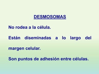 DESMOSOMAS

No rodea a la célula.

Están diseminadas a lo largo del

margen celular.

Son puntos de adhesión entre células.
 