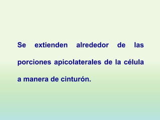 Se   extienden   alrededor   de   las

porciones apicolaterales de la célula

a manera de cinturón.
 