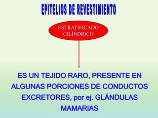 ESTRATIFICADO
             CILÍNDRICO




 ES UN TEJIDO RARO, PRESENTE EN
ALGUNAS PORCIONES DE CONDUCTOS
  EXCRETORES, por ej. GLÁNDULAS
           MAMARIAS
 