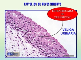 ESTRATIFICADO
     DE
 TRANSICIÓN



      VEJIGA
     URINARIA
 