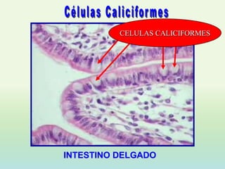 CELULAS CALICIFORMES




INTESTINO DELGADO
 