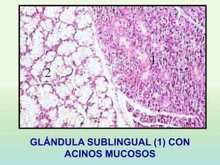 GLÁNDULA SUBLINGUAL (1) CON
     ACINOS MUCOSOS
 