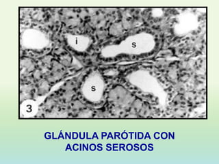 GLÁNDULA PARÓTIDA CON
   ACINOS SEROSOS
 