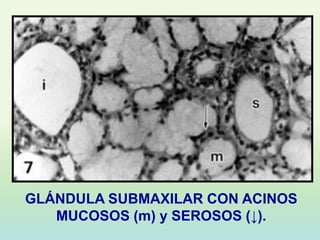 GLÁNDULA SUBMAXILAR CON ACINOS
   MUCOSOS (m) y SEROSOS (↓).
 