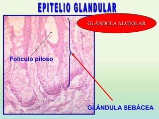GLÁNDULA ALVEOLAR




Folículo piloso




                  GLÁNDULA SEBÁCEA
 