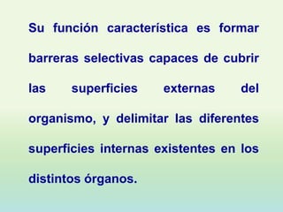 Su función característica es formar

barreras selectivas capaces de cubrir

las    superficies    externas     del

organismo, y delimitar las diferentes

superficies internas existentes en los

distintos órganos.
 
