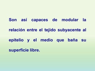 Son   así   capaces   de   modular   la

relación entre el tejido subyacente al

epitelio y el medio que baña su

superficie libre.
 