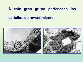 A este gran grupo pertenecen los

epitelios de revestimiento.
 