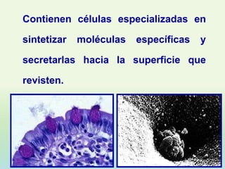 Contienen células especializadas en

sintetizar   moléculas   específicas   y

secretarlas hacia la superficie que

revisten.
 