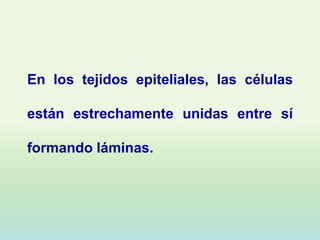En los tejidos epiteliales, las células

están estrechamente unidas entre sí

formando láminas.
 