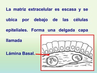 La matriz extracelular es escasa y se

ubica     por   debajo   de   las   células

epiteliales. Forma una delgada capa

llamada

Lámina Basal.
 