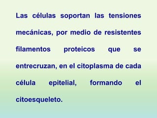 Las células soportan las tensiones

mecánicas, por medio de resistentes

filamentos       proteicos   que   se

entrecruzan, en el citoplasma de cada

célula   epitelial,     formando   el

citoesqueleto.
 
