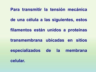 Para transmitir la tensión mecánica

de una célula a las siguientes, estos

filamentos están unidos a proteínas

transmembrana ubicadas en sitios

especializados   de   la   membrana

celular.
 