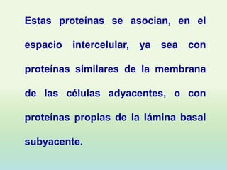 Estas proteínas se asocian, en el

espacio   intercelular,   ya   sea   con

proteínas similares de la membrana

de las células adyacentes, o con

proteínas propias de la lámina basal

subyacente.
 