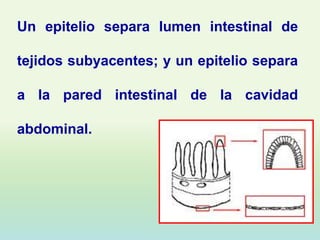 Un epitelio separa lumen intestinal de

tejidos subyacentes; y un epitelio separa

a la pared intestinal de la cavidad

abdominal.
 