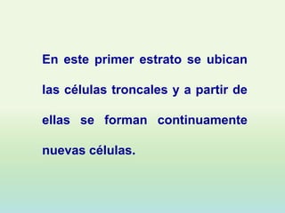 En este primer estrato se ubican

las células troncales y a partir de

ellas se forman continuamente

nuevas células.
 