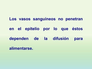 Los vasos sanguíneos no penetran

en el epitelio por lo que éstos

dependen       de   la   difusión   para

alimentarse.
 
