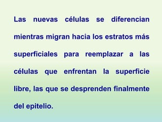 Las nuevas células se diferencian

mientras migran hacia los estratos más

superficiales para reemplazar a las

células que enfrentan la superficie

libre, las que se desprenden finalmente

del epitelio.
 