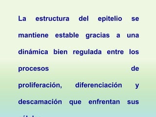 La   estructura    del   epitelio    se

mantiene estable gracias a una

dinámica bien regulada entre los

procesos                            de

proliferación,    diferenciación      y

descamación      que   enfrentan    sus
 