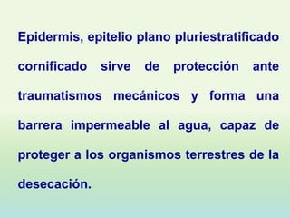 Epidermis, epitelio plano pluriestratificado

cornificado   sirve   de   protección   ante

traumatismos mecánicos y forma una

barrera impermeable al agua, capaz de

proteger a los organismos terrestres de la

desecación.
 