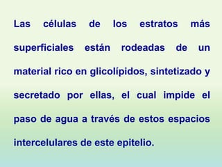 Las   células    de     los   estratos    más

superficiales   están    rodeadas    de    un

material rico en glicolípidos, sintetizado y

secretado por ellas, el cual impide el

paso de agua a través de estos espacios

intercelulares de este epitelio.
 
