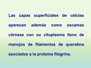 Las capas superficiales de células

aparecen    además     como    escamas

córneas con su citoplasma lleno de

manojos de filamentos de queratina

asociados a la proteína filagrina.
 