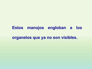 Estos manojos engloban a los

organelos que ya no son visibles.
 