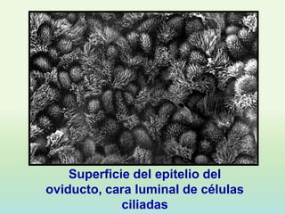 Superficie del epitelio del
oviducto, cara luminal de células
             ciliadas
 