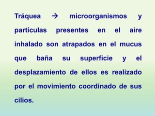 Tráquea            microorganismos            y

partículas       presentes   en     el       aire

inhalado son atrapados en el mucus

que       baña    su   superficie        y     el

desplazamiento de ellos es realizado

por el movimiento coordinado de sus

cilios.
 