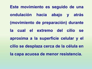 Este movimiento es seguido de una
ondulación    hacia   abajo   y   atrás
(movimiento de preparación) durante
la cual el extremo del cilio se
aproxima a la superficie celular y el
cilio se desplaza cerca de la célula en
la capa acuosa de menor resistencia.
 
