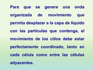 Para   que    se   genere   una   onda
organizada    de    movimiento     que
permita desplazar a la capa de líquido
con las partículas que contenga, el
movimiento de los cilios debe estar
perfectamente coordinado, tanto en
cada célula como entre las células
adyacentes.
 
