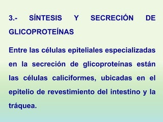 3.-   SÍNTESIS     Y    SECRECIÓN       DE
GLICOPROTEÍNAS

Entre las células epiteliales especializadas
en la secreción de glicoproteínas están
las células caliciformes, ubicadas en el
epitelio de revestimiento del intestino y la
tráquea.
 