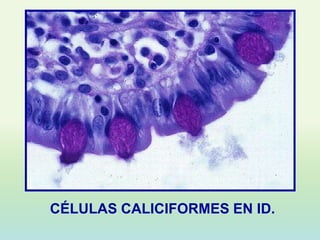 CÉLULAS CALICIFORMES EN ID.
 