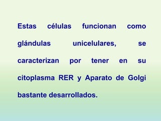 Estas   células      funcionan     como

glándulas         unicelulares,        se

caracterizan   por     tener      en   su

citoplasma RER y Aparato de Golgi

bastante desarrollados.
 
