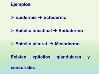 Ejemplos:

 Epidermis  Ectodermo

 Epitelio intestinal  Endodermo

 Epitelio pleural  Mesodermo

Existen     epitelios   glandulares   y

sensoriales
 
