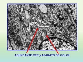 ABUNDANTE RER y APARATO DE GOLGI
 