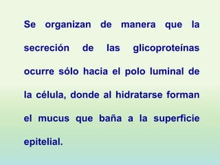 Se organizan de manera que la

secreción    de   las   glicoproteínas

ocurre sólo hacia el polo luminal de

la célula, donde al hidratarse forman

el mucus que baña a la superficie

epitelial.
 
