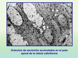 Gránulos de secreción acumulados en el polo
       apical de la célula caliciforme
 