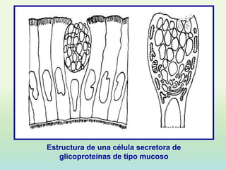 Estructura de una célula secretora de
   glicoproteínas de tipo mucoso
 