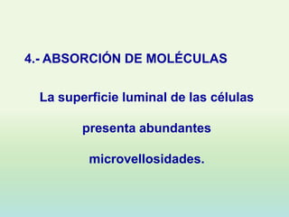 4.- ABSORCIÓN DE MOLÉCULAS

 La superficie luminal de las células

        presenta abundantes

         microvellosidades.
 