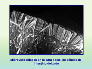 Microvellosidades en la cara apical de células del
               intestino delgado
 