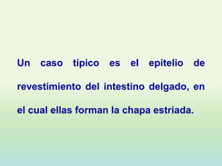 Un   caso   típico   es   el   epitelio   de

revestimiento del intestino delgado, en

el cual ellas forman la chapa estriada.
 