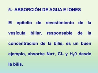 5.- ABSORCIÓN DE AGUA E IONES

El epitelio de revestimiento de la

vesícula    biliar,   responsable   de   la

concentración de la bilis, es un buen

ejemplo, absorbe Na+, Cl- y H20 desde

la bilis.
 