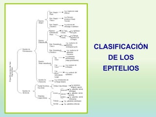 CLASIFICACIÓN
   DE LOS
  EPITELIOS
 