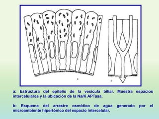 a: Estructura del epitelio de la vesícula biliar. Muestra espacios
intercelulares y la ubicación de la Na/K APTasa.

b: Esquema del arrastre osmótico de agua              generado   por   el
microambiente hipertónico del espacio intercelular.
 