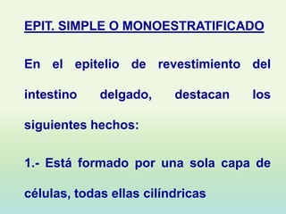 EPIT. SIMPLE O MONOESTRATIFICADO

En el epitelio de revestimiento del

intestino    delgado,     destacan   los

siguientes hechos:

1.- Está formado por una sola capa de

células, todas ellas cilíndricas
 