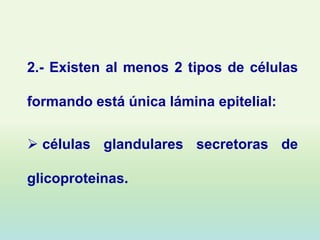 2.- Existen al menos 2 tipos de células

formando está única lámina epitelial:

 células glandulares secretoras de

glicoproteinas.
 